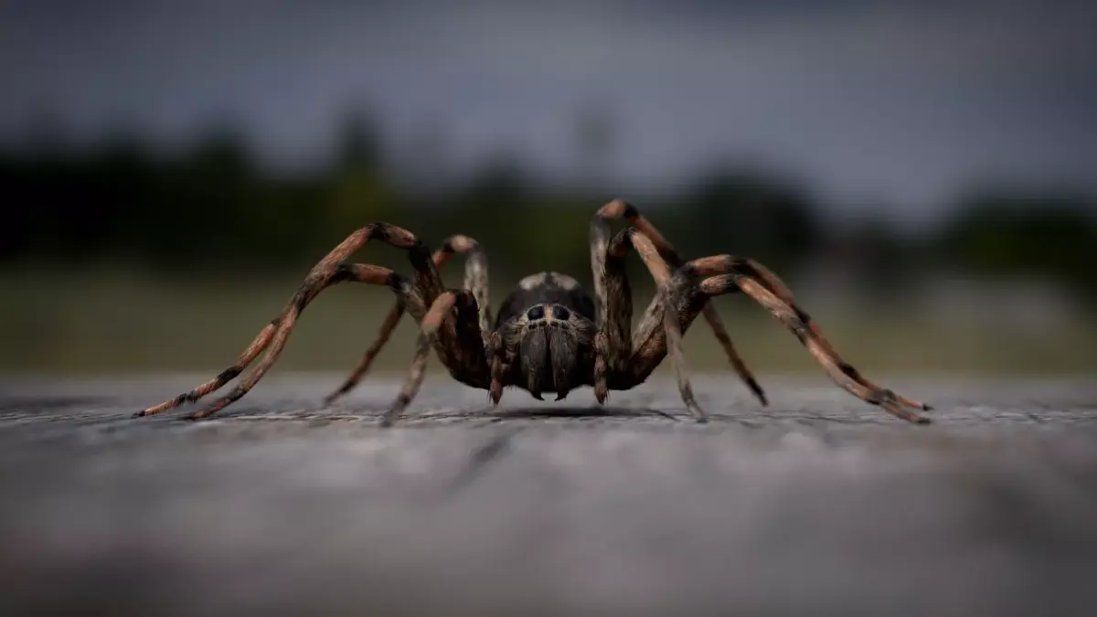 Spider Low-poly 3D model 3