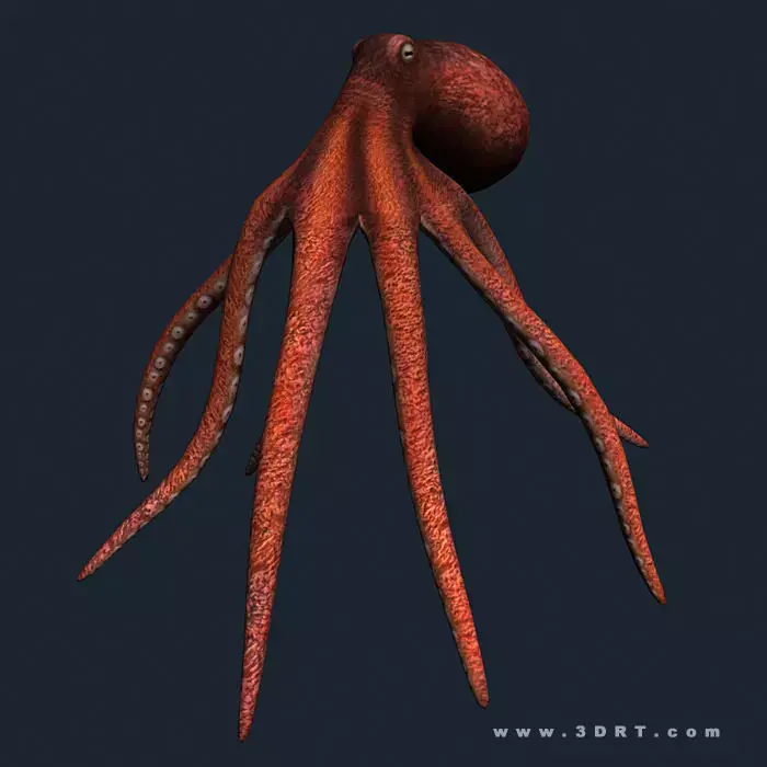 3DRT - Sealife - Octopus Low-poly 3D model