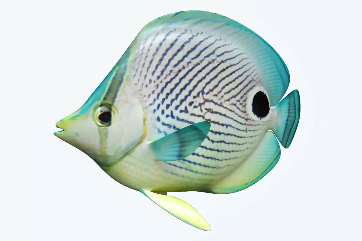 Foureye Butterfly Fish 3D model