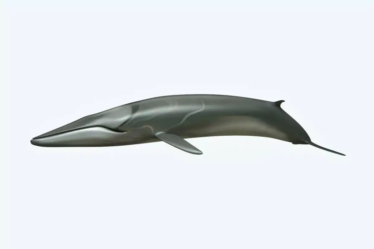 Whale 3D model buy