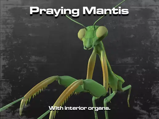 Praying Mantis 3D model