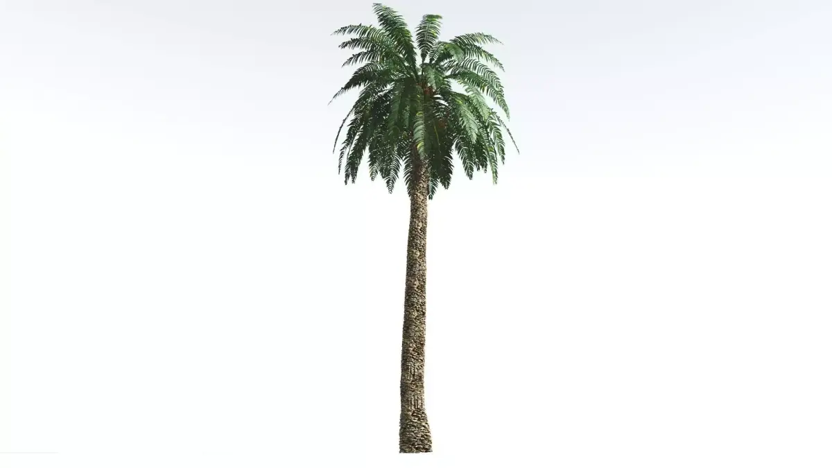 EVERYPlant Date Palm 2 --16 Models-- 3D model