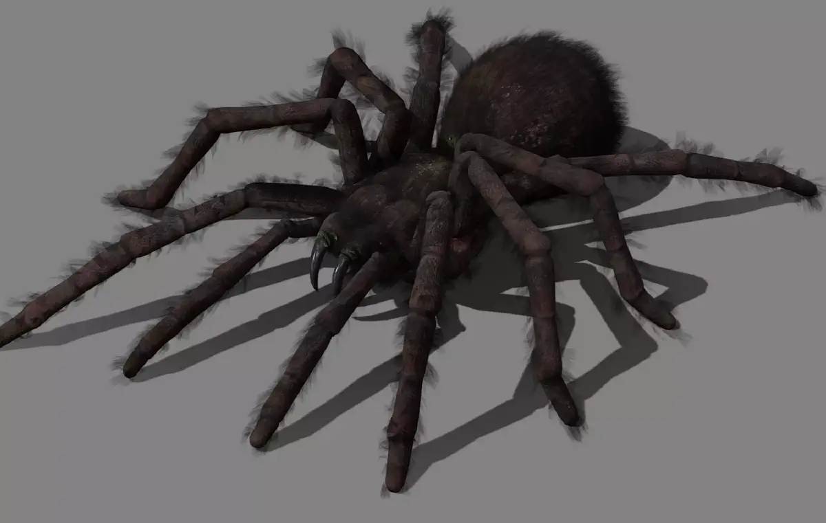 Spider - Tarantula with animations Low-poly 3D model