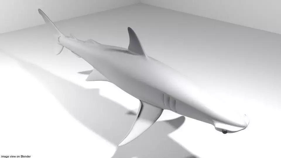 Shark - Bonnethead 3D model