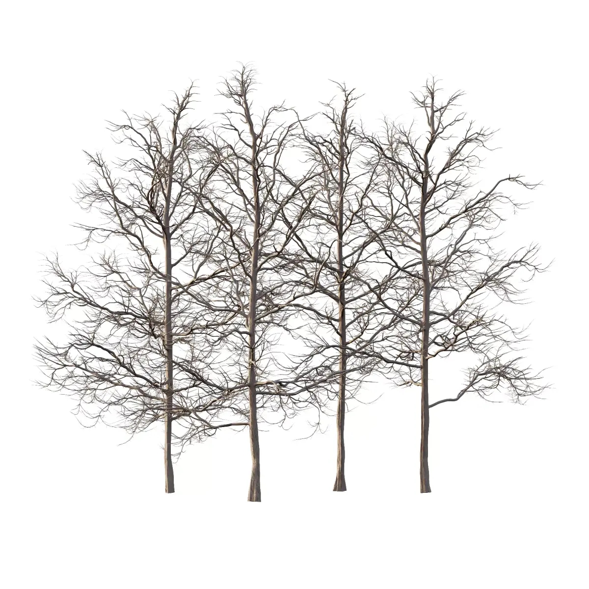 Mountain Ash Tree 06 3D model