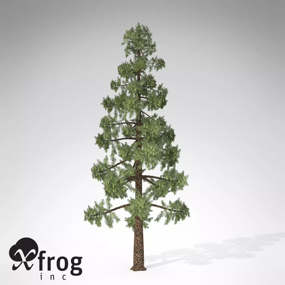 XfrogPlants Wollemi Pine 3D model