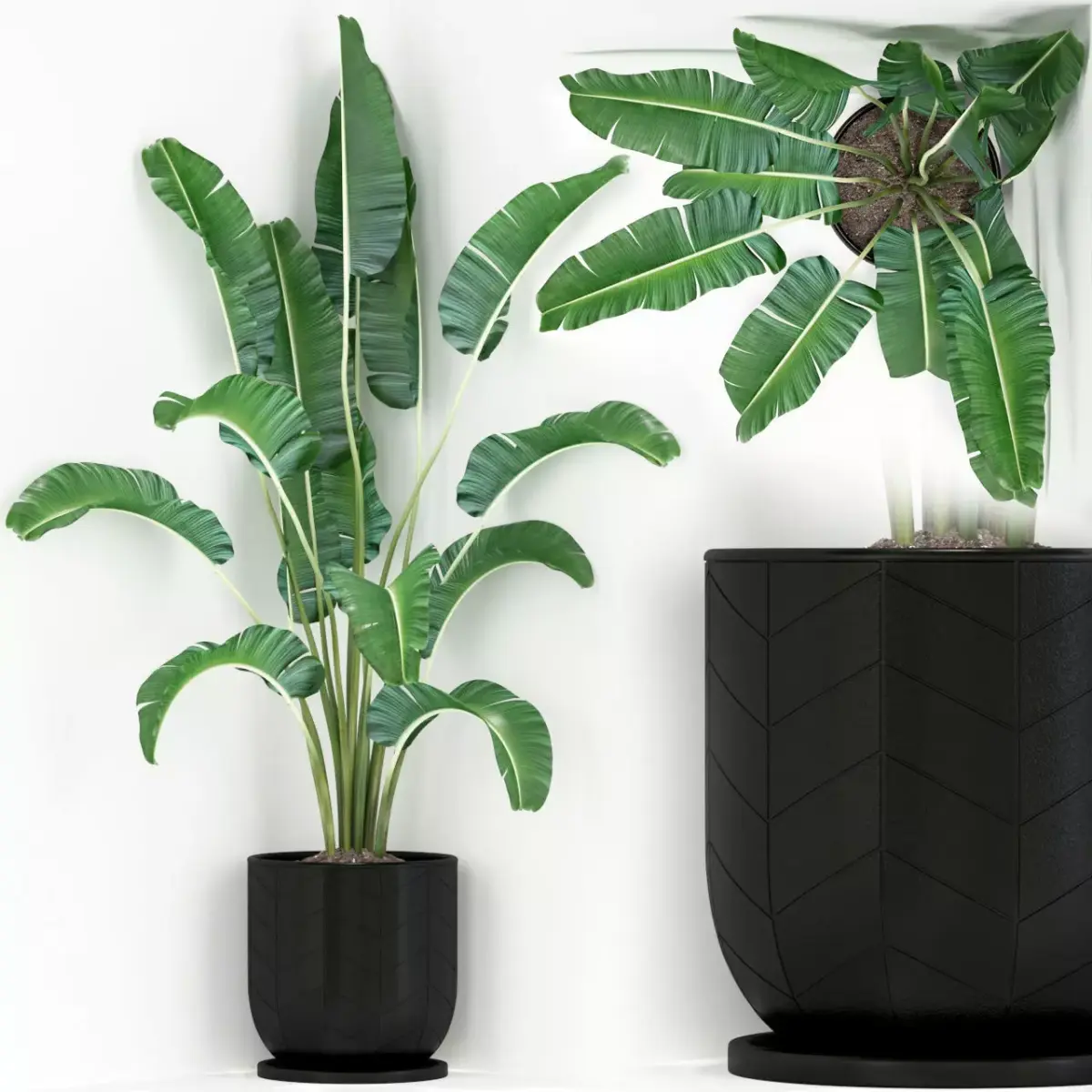 Plants collection 243 3D model