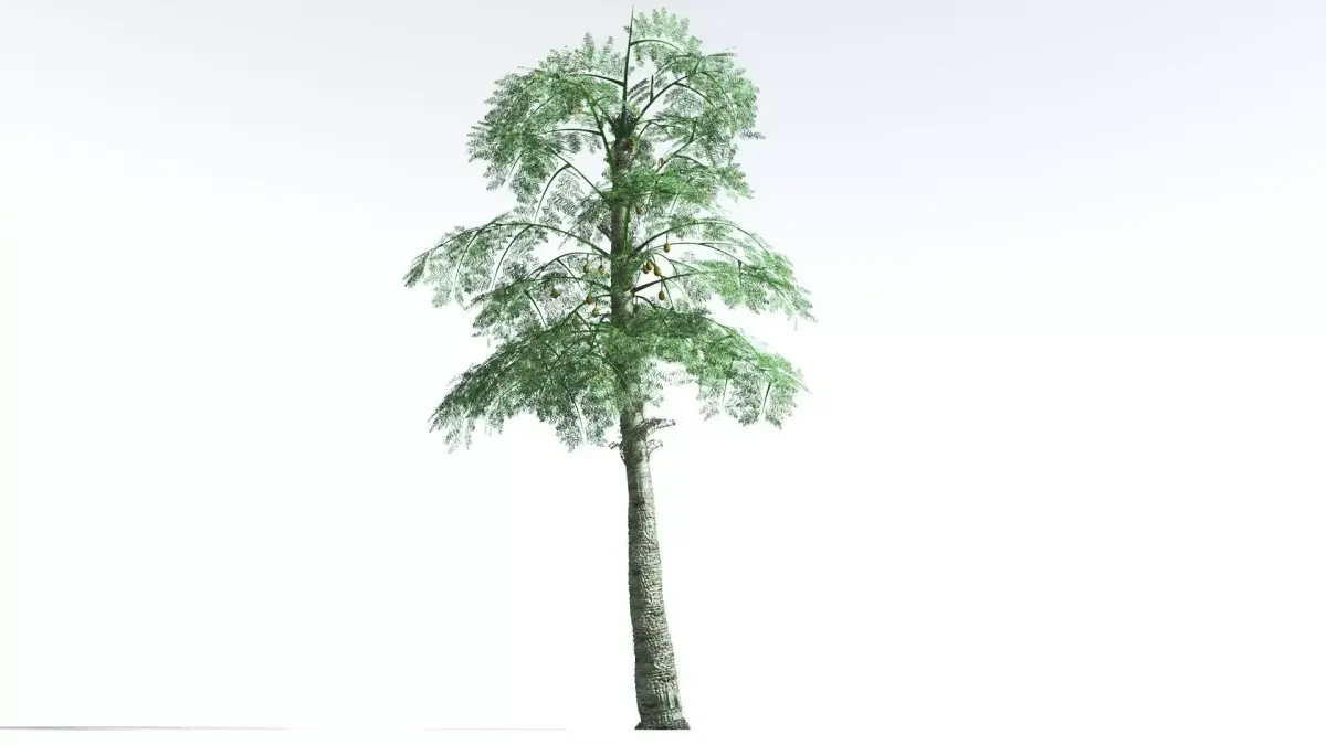 EVERYPlant Alethopteris Seed Fern 4 --12 Models-- 3D model