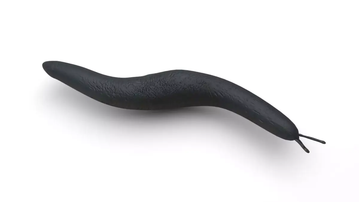 Flatworm 3D model