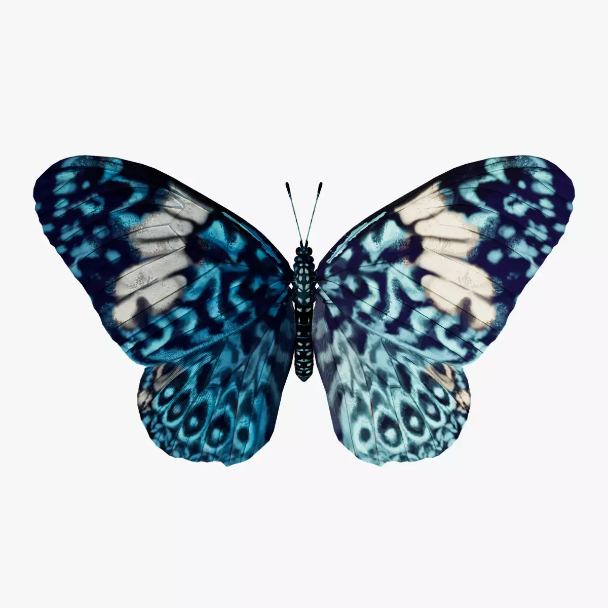 Butterfly Blue Cracker 3D model
