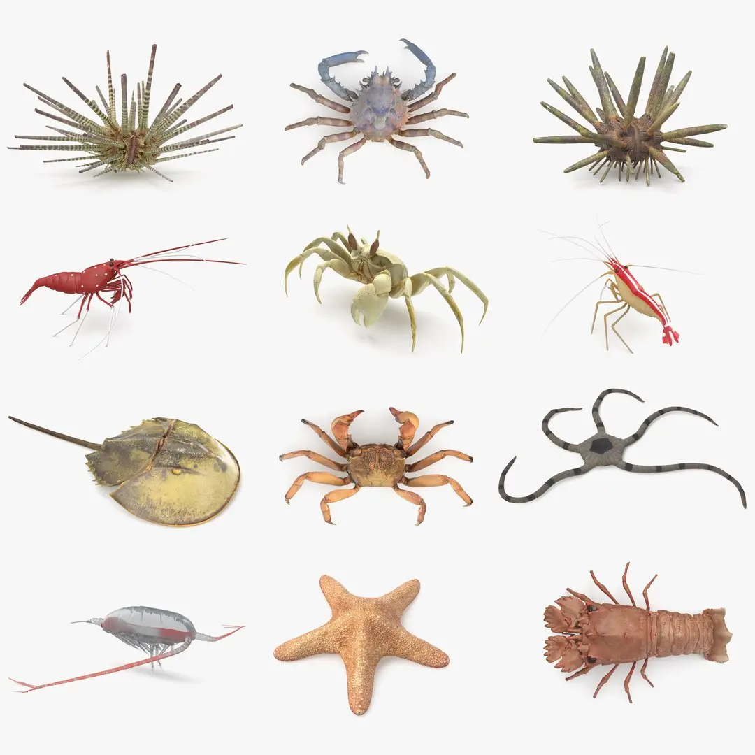 Marine Invertebrates 3D model