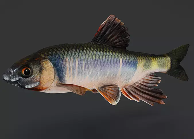Dark Chub Fish - Zacco Platypus Animated 3D model