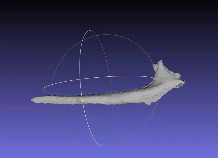 Psittacosaurus Left Dorsal Rib 3 Free 3D print model