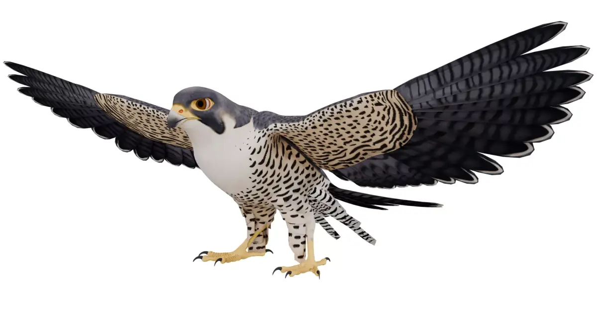 Peregrine Falcon 3D model