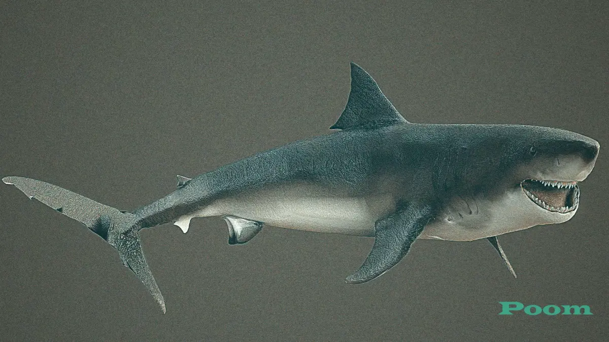 animated sharks 3D model