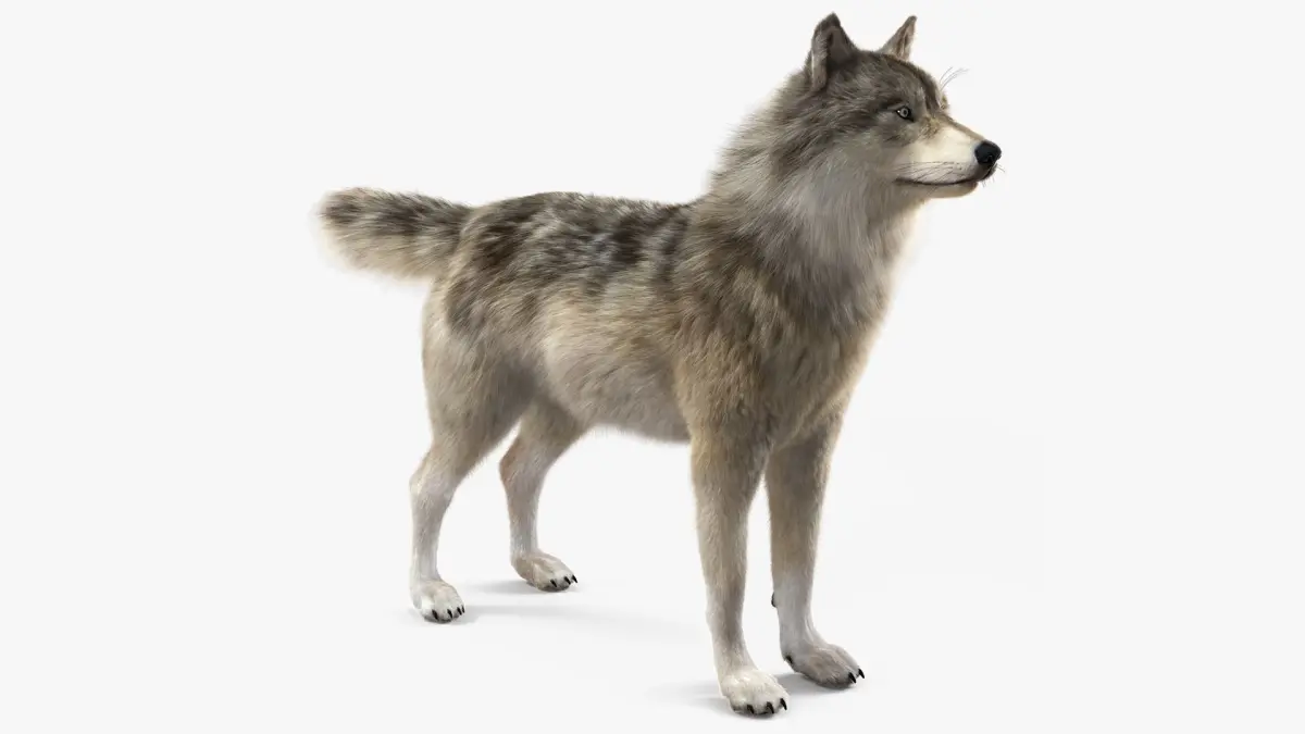 Grey Wolf Fur 3D model