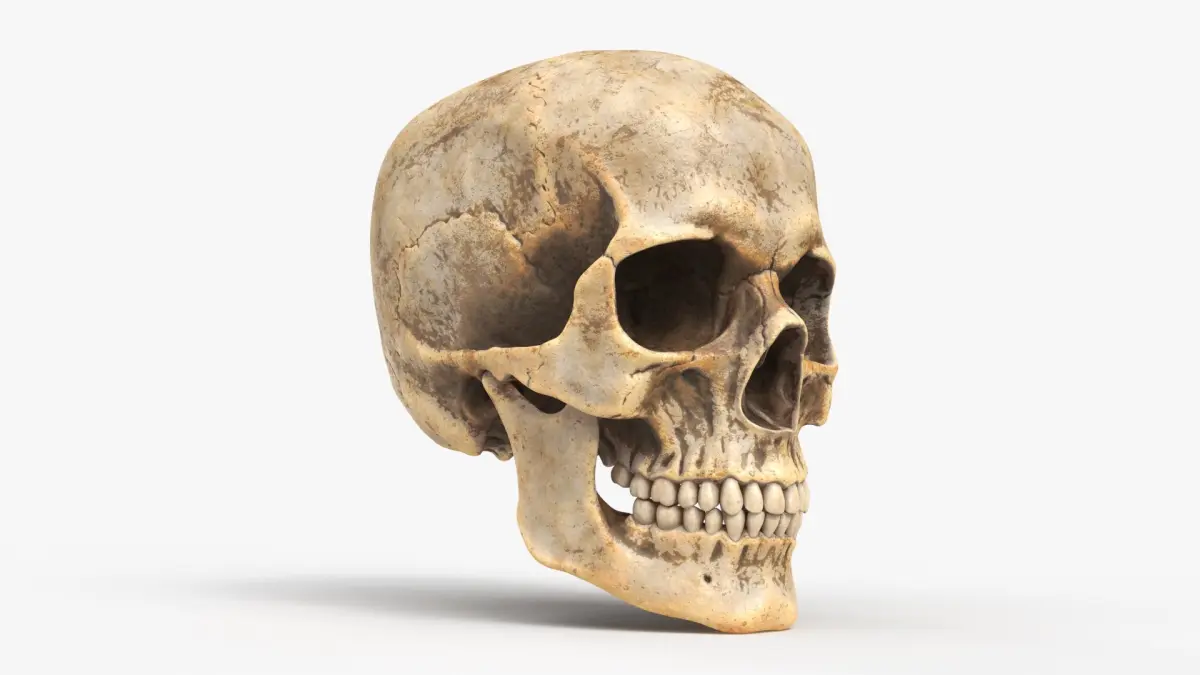 Human Skull Dirty 3D model