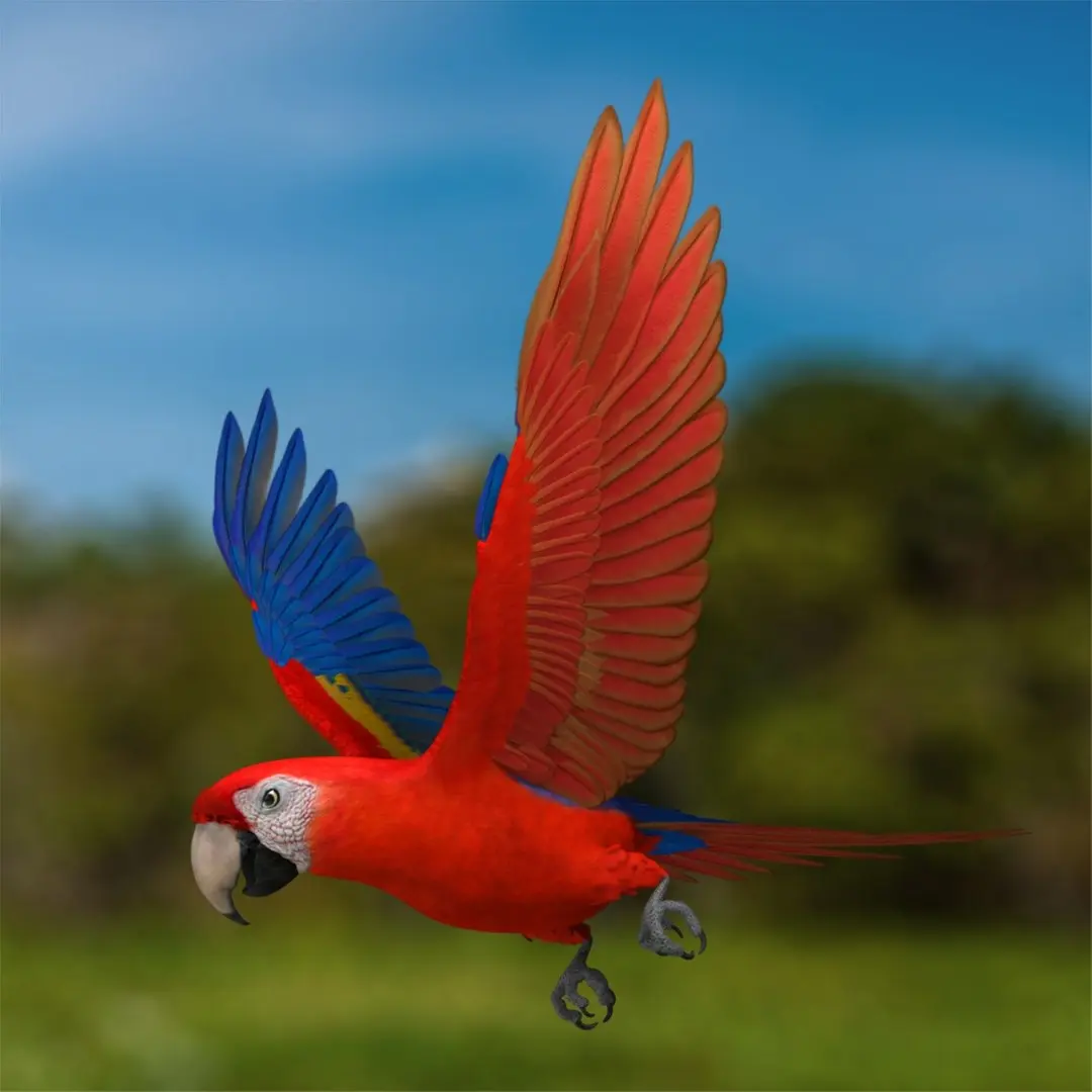 Ara Macao 'Scarlet Macaw Parrot' 3D model