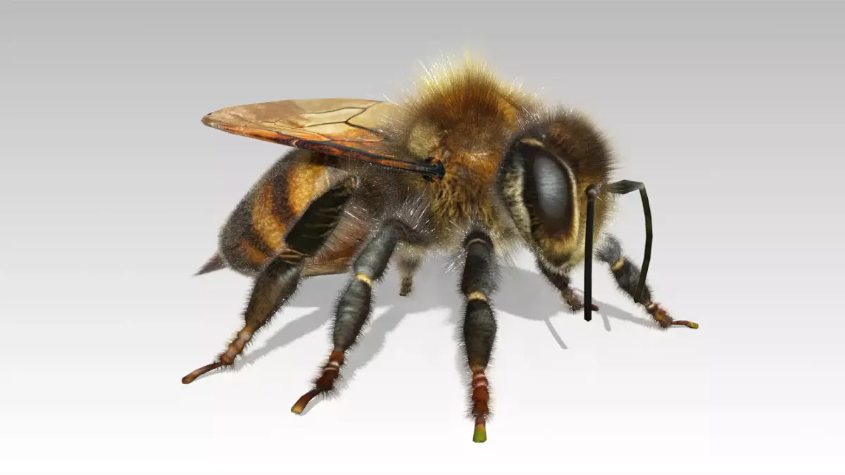 Honey Bee Animated Low-poly 3D model