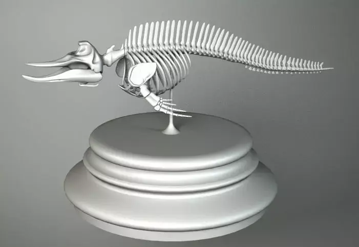 SKELETON CETACEUM 3D model