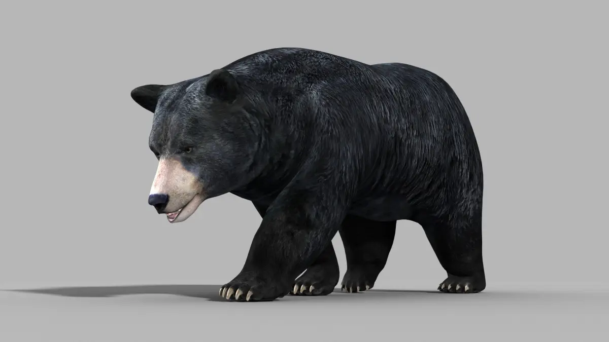 Black Bear PRO 3D model purchase