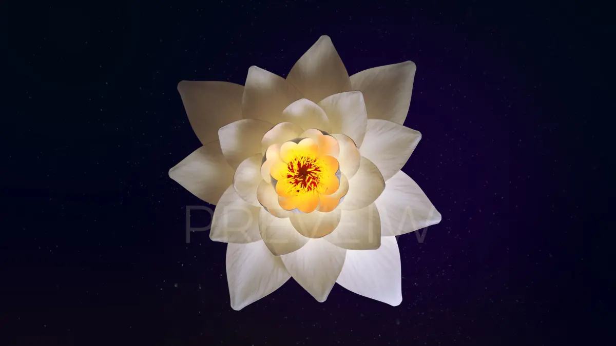 White Lotus- Water Lily 3d Animated 3D model