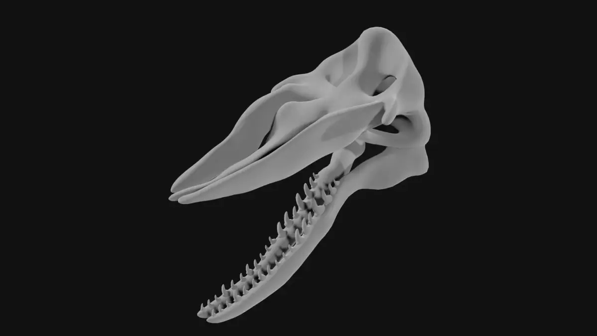 Sperm whale skull 3D model purchase