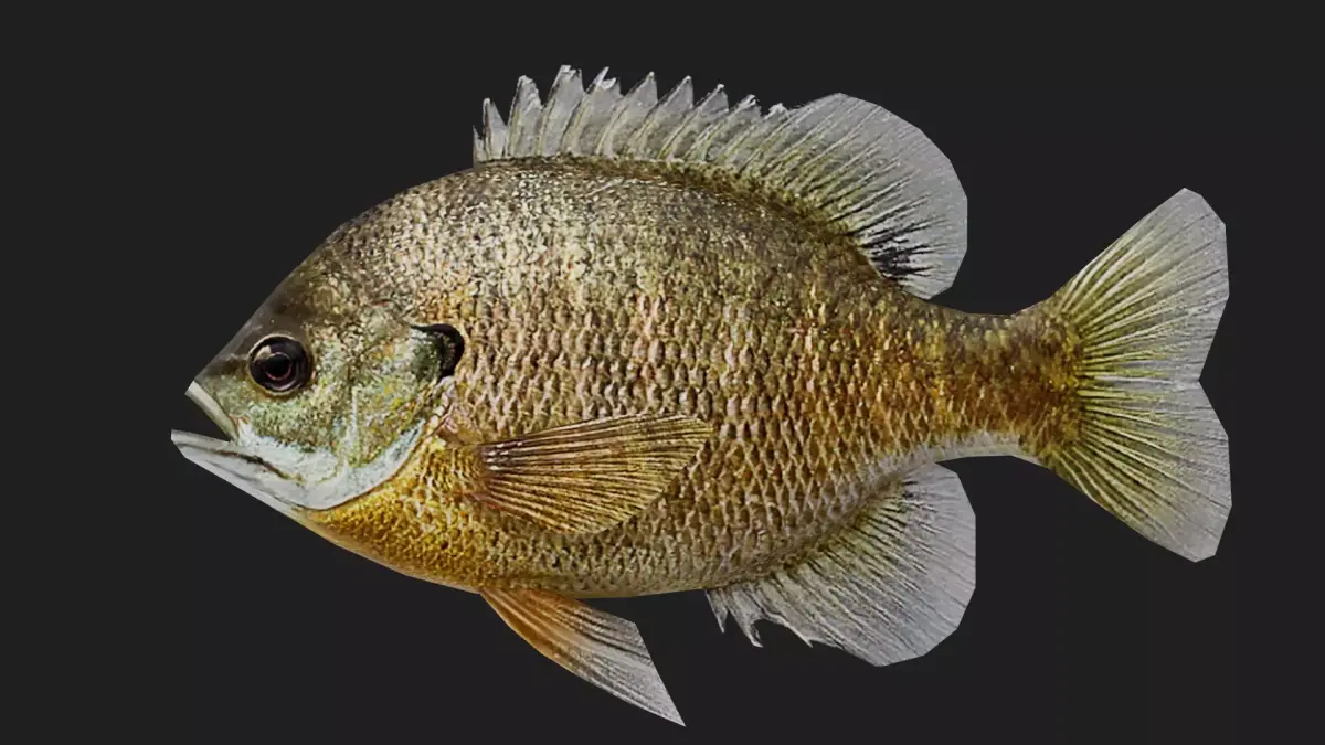 Panfish Low-poly 3D model 2