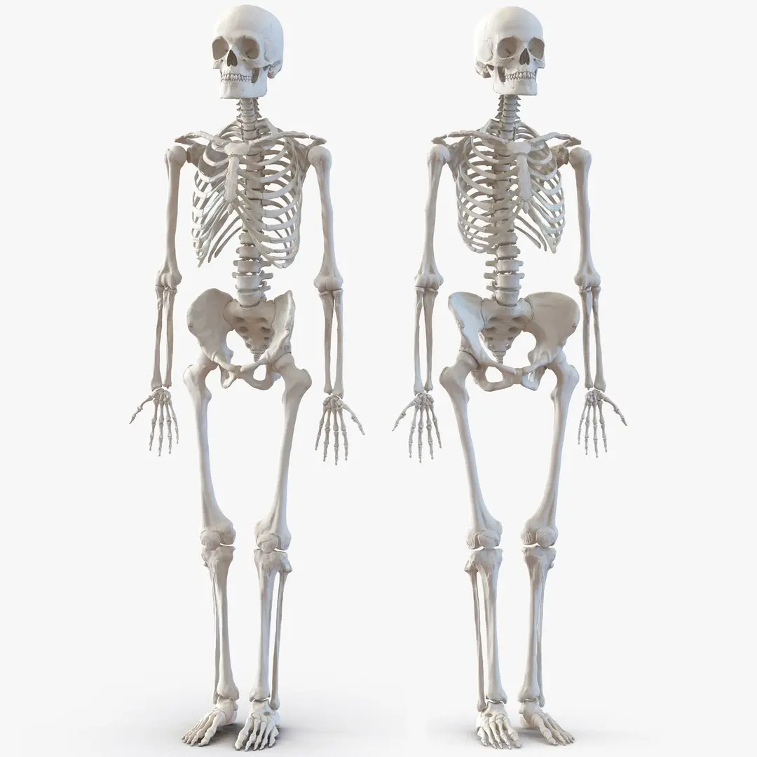 Human Skeletons Rigged Collection for Maya 3D model