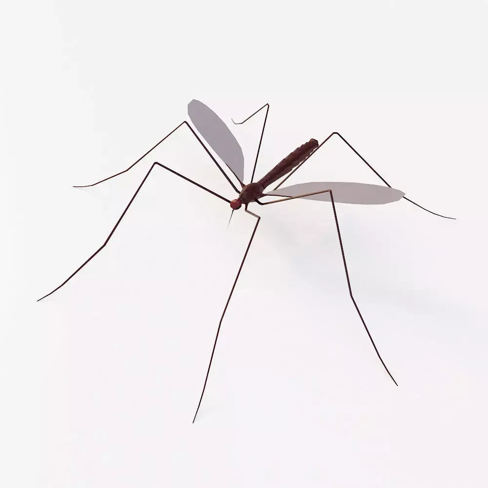 Mosquito 3d model Low-poly 3D model