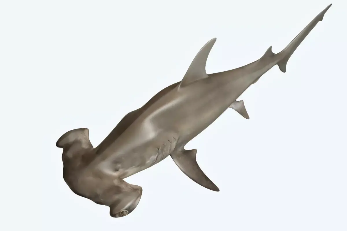 Hammerhead Shark 3D model 2