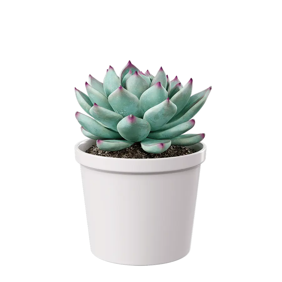  Echeveria Tippy Succulent Potted Plant Model  buy