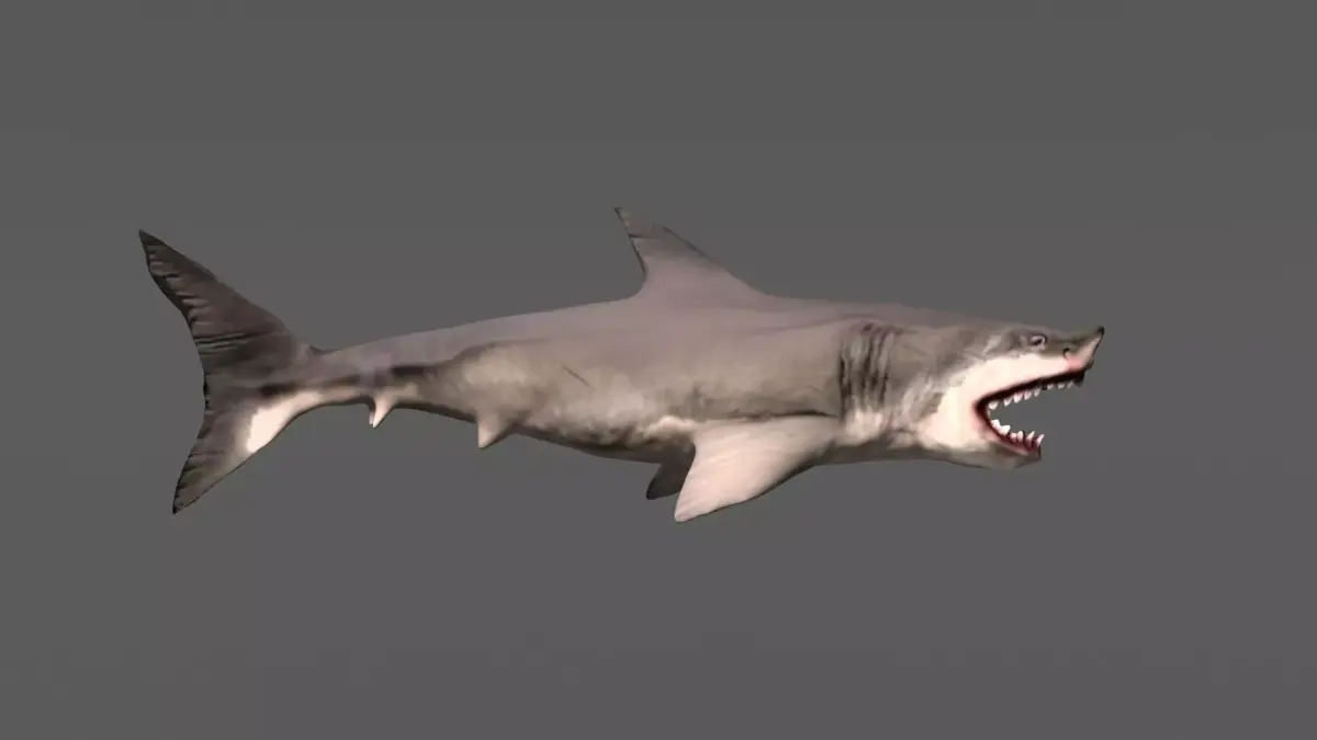 Shark 3D models Low-poly 3D model
