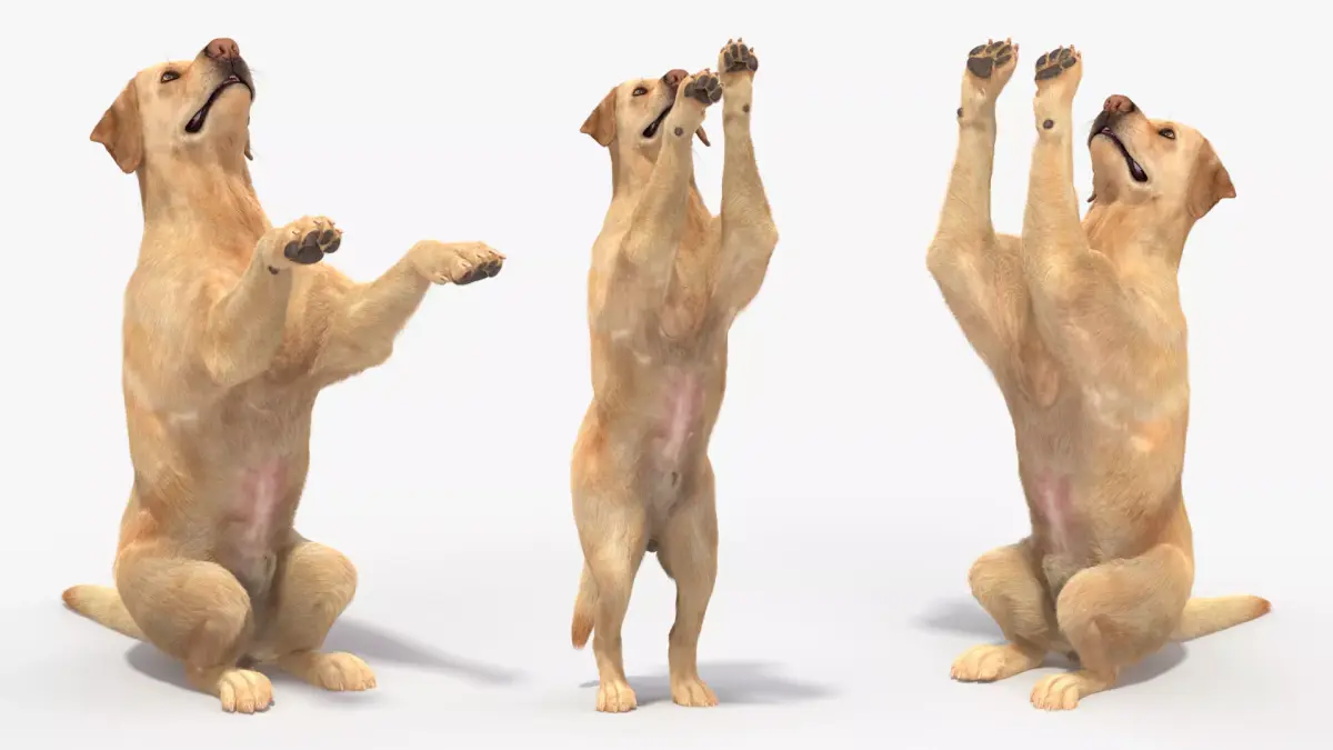 Begging White Labrador Dog Animated Rigged for Cinema 4D 3D model