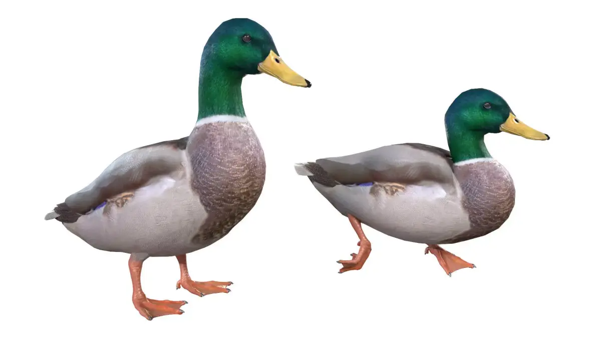 Mallard Duck Male  3D model