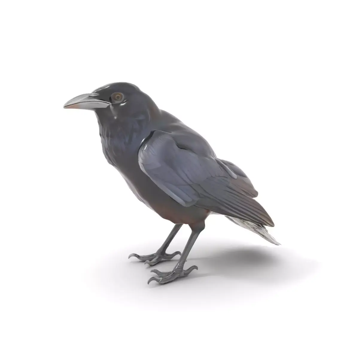 Sleek Raven Bird model pack Low-poly 3D model