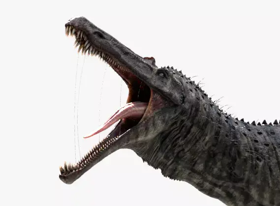 Suchomimus tenerensis Low-poly 3D model
