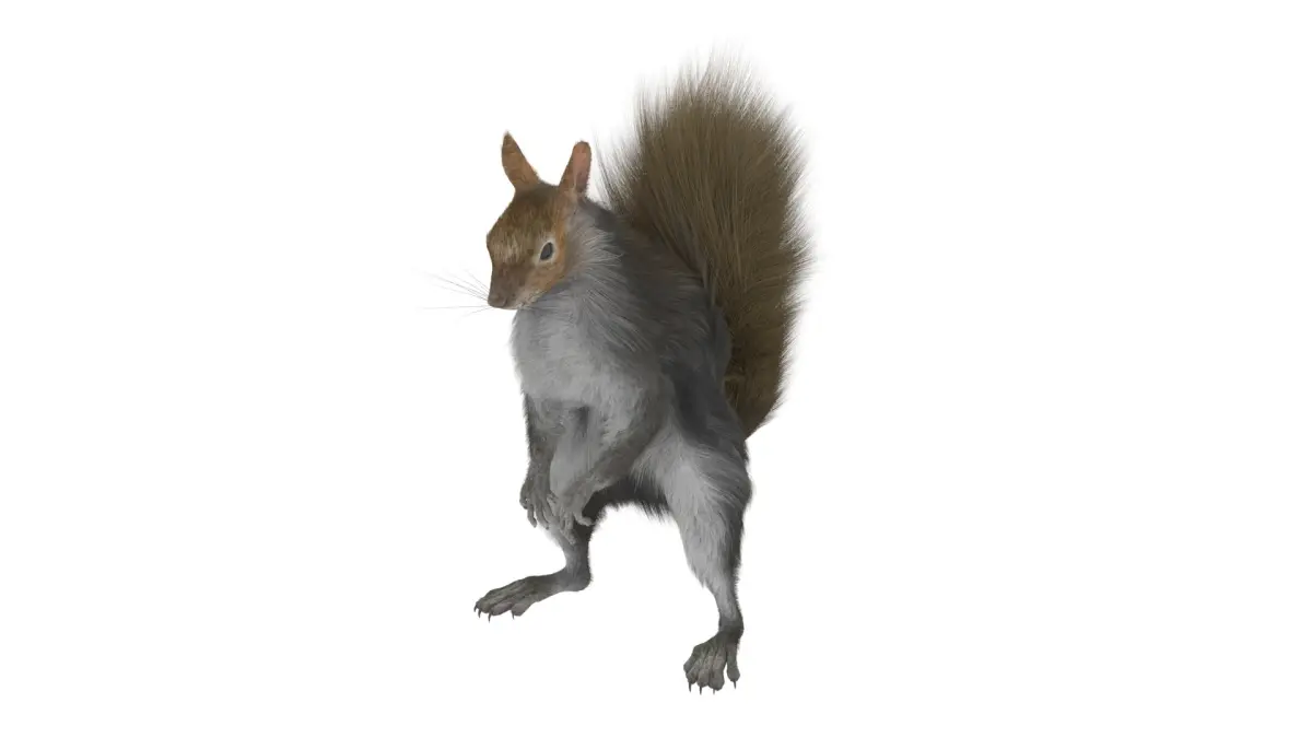 Squirrel Standing Gray Fur for Cinema 4D 3D model