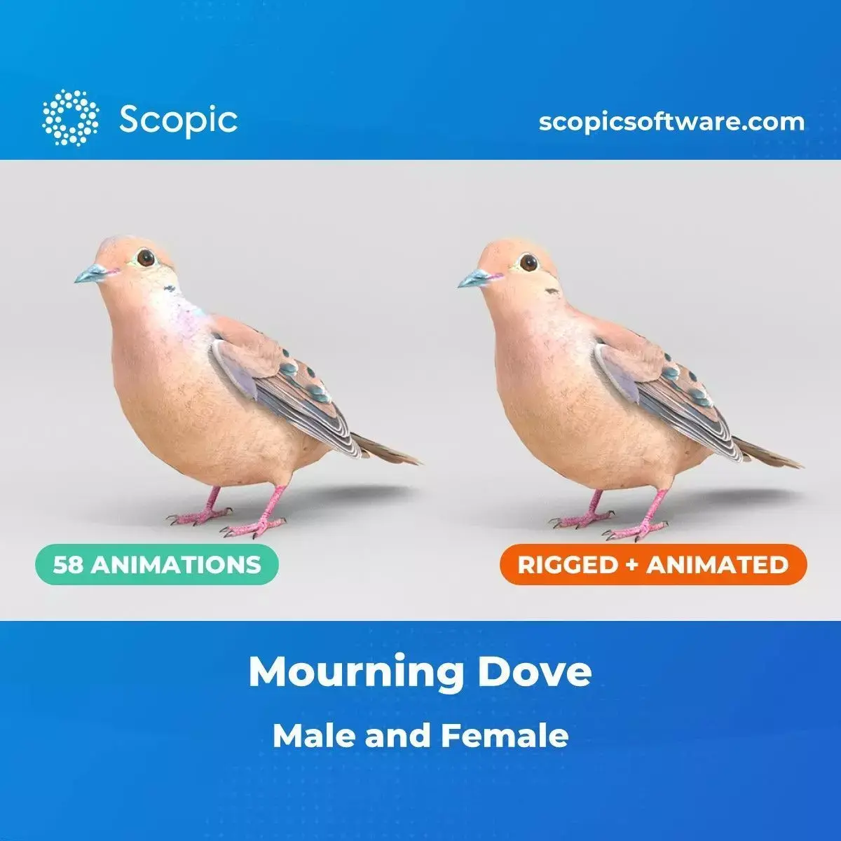 3D Bird Pack Mourning Dove Male and Female Low-poly 3D model Low-poly 3D model