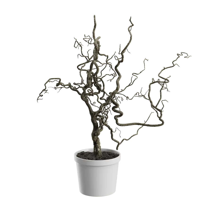  Corkscrew Hazel Branches Plant Model  purchase