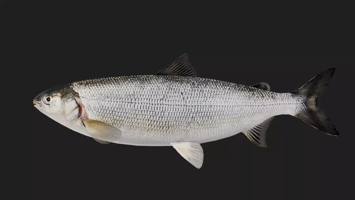 Salmon Low-poly 3D model purchase