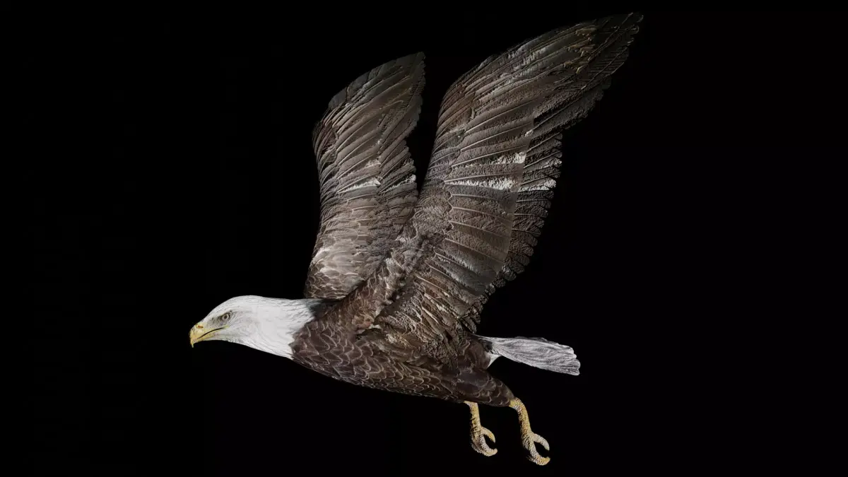 Bald Eagle Low-poly 3D model