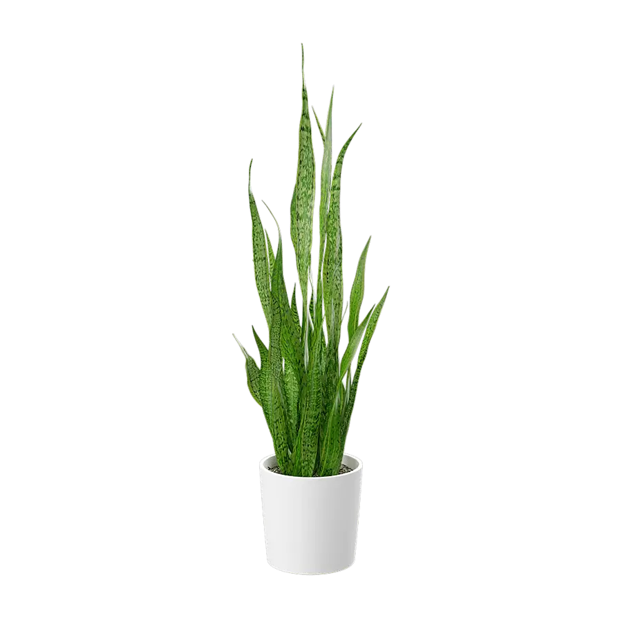  Tall Snake Plant Potted Plant Model  buy
