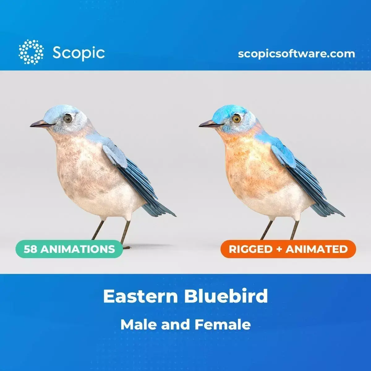 3D Bird Pack Eastern Bluebird Male and Female Low-poly 3D model