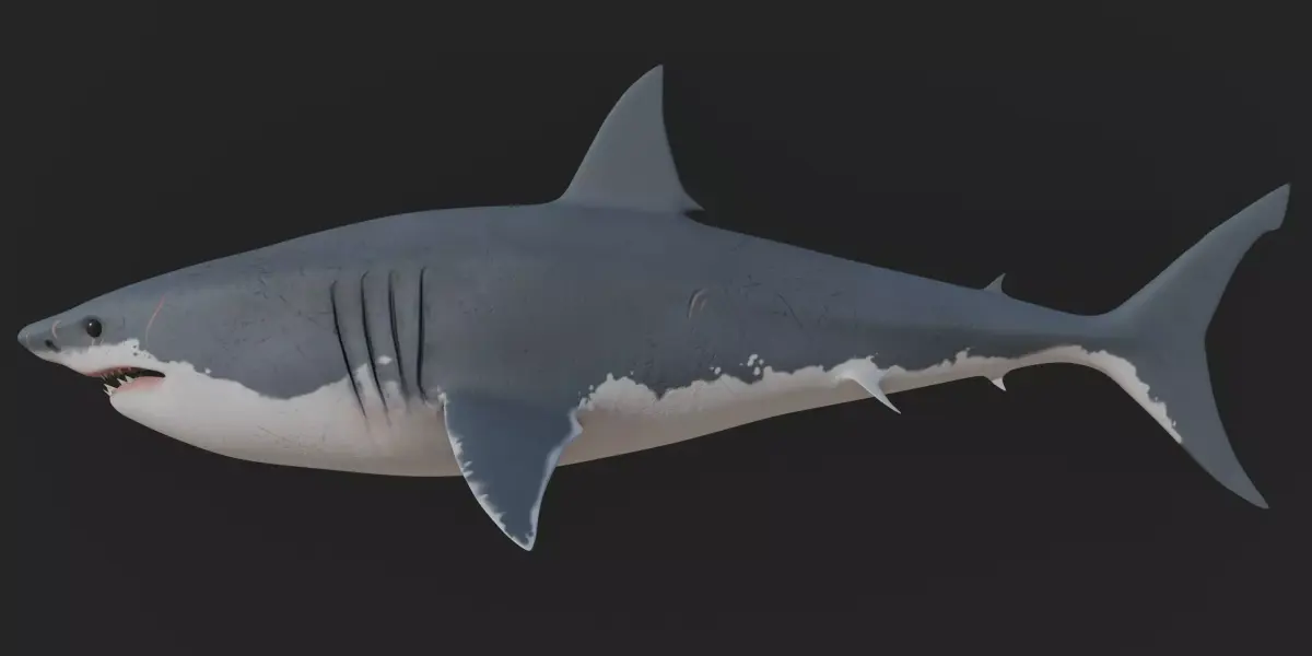 Great White Shark 3D model shop