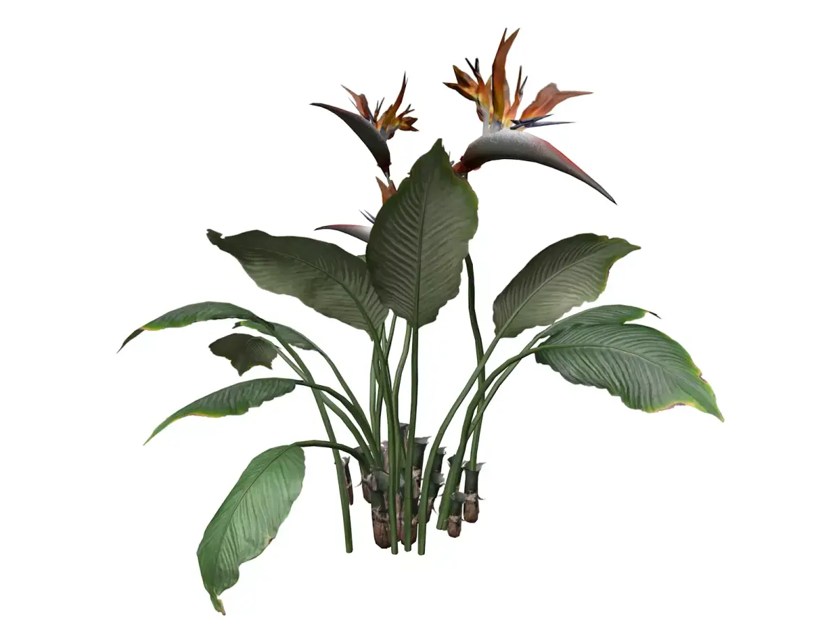 Bird of Paradise Flower - 09 - 3D model