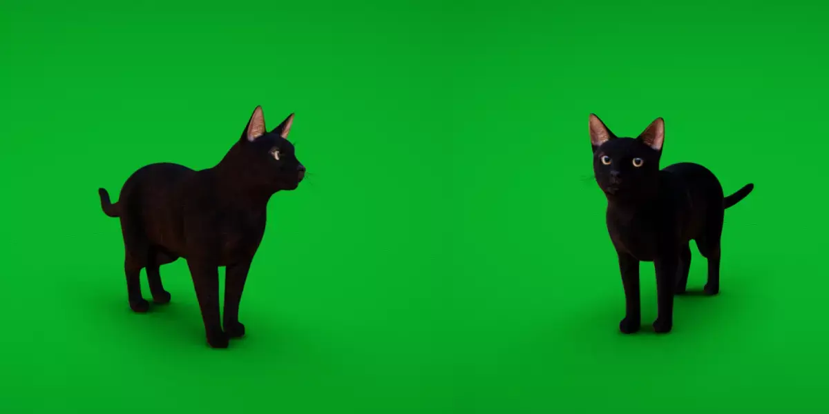 Bombay Cat Free 3D model