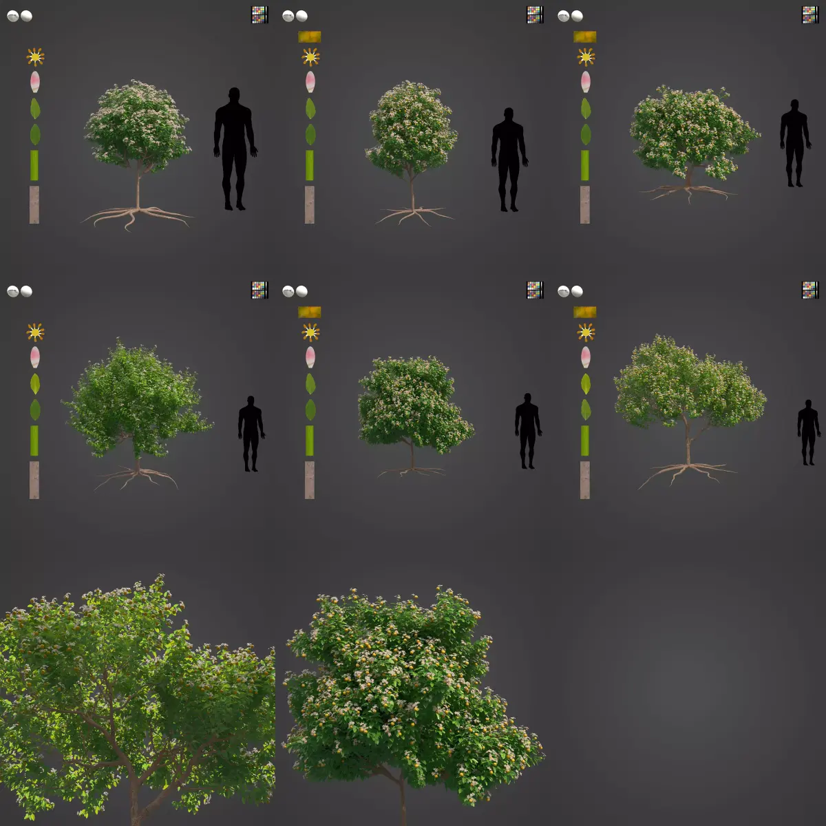2021 PBR Mexican Lime Collection - Citrus Aurantifolia  3D model