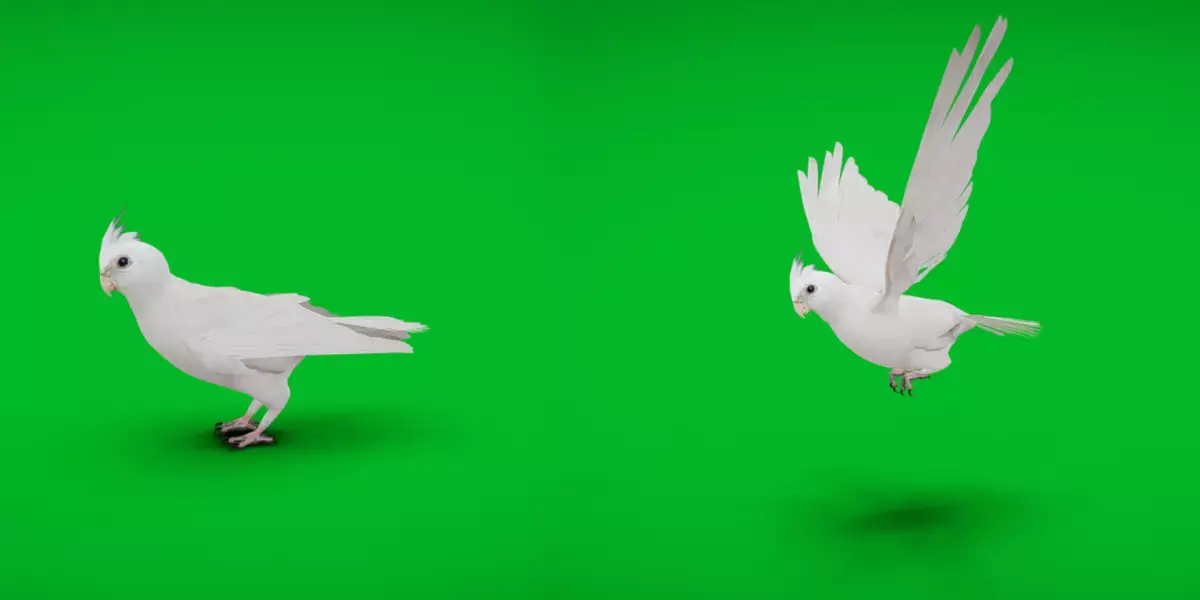 Cockatiel Parrot Bird Low-poly 3D model