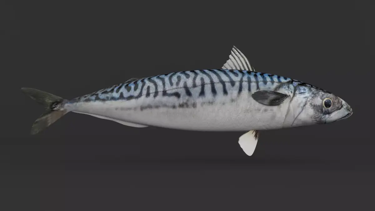 Mackerel Fish 3D model purchase